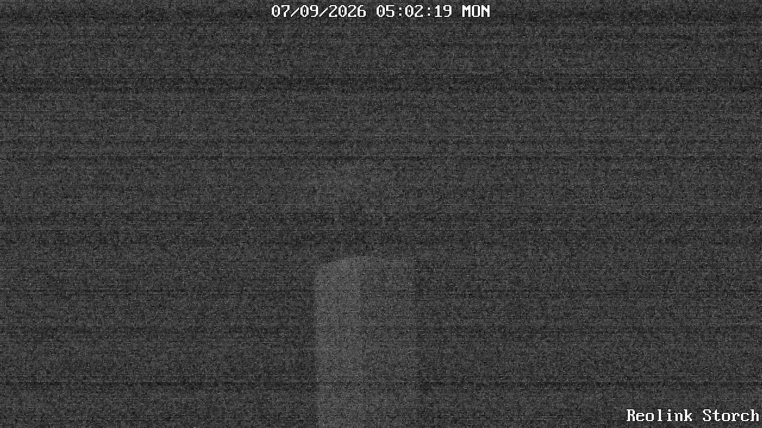 Storchencam Bild