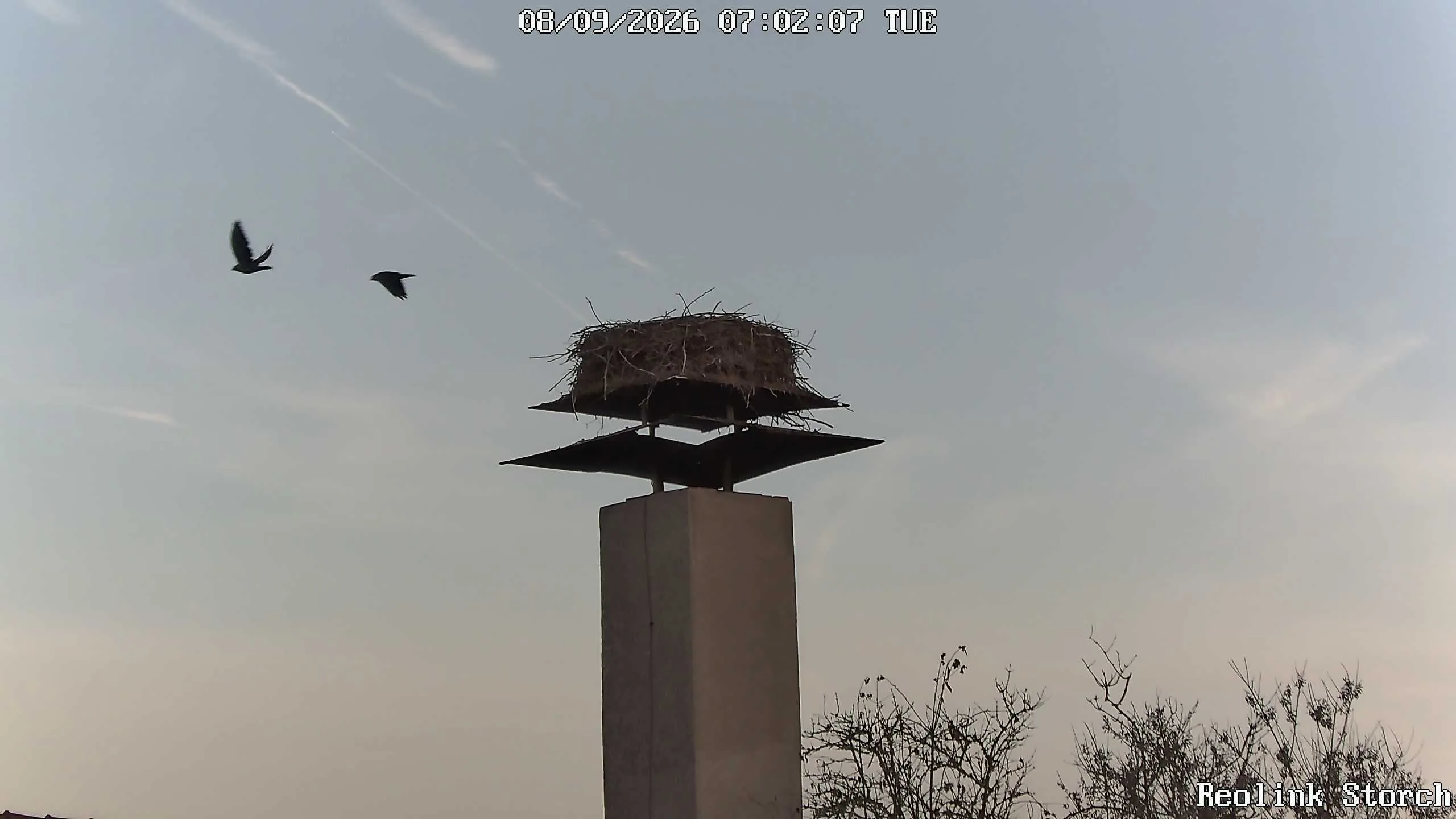 Storchencam Bild