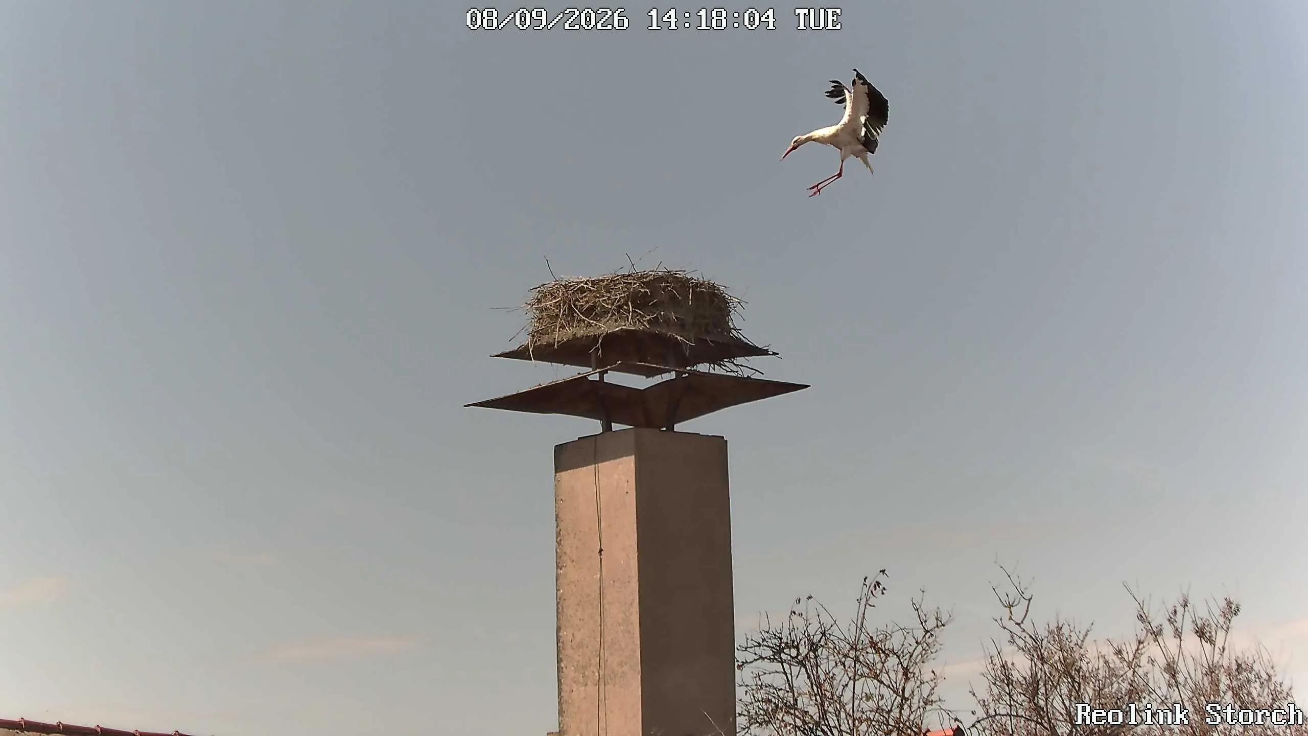 Storchencam Bild