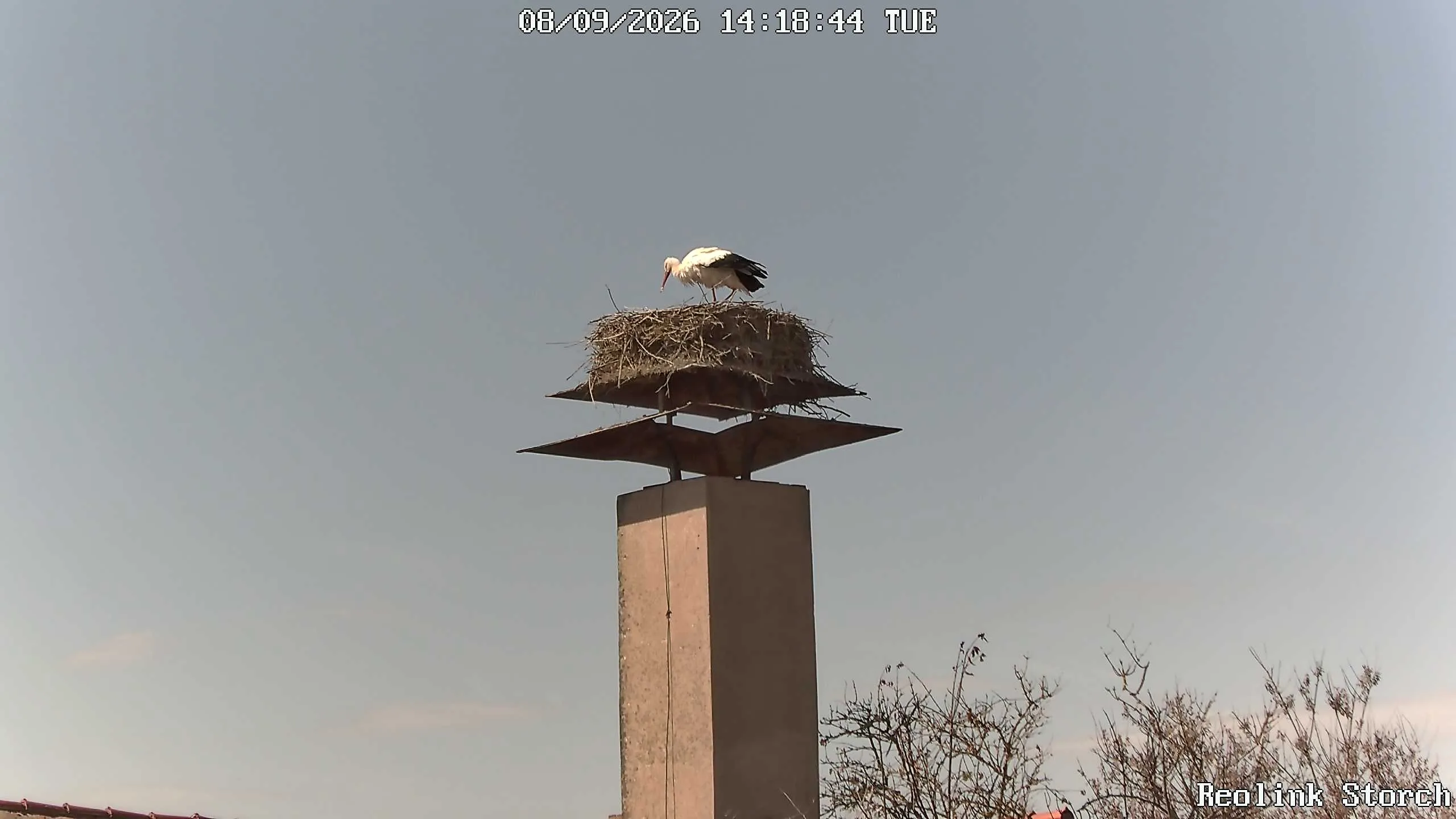 Storchencam Bild