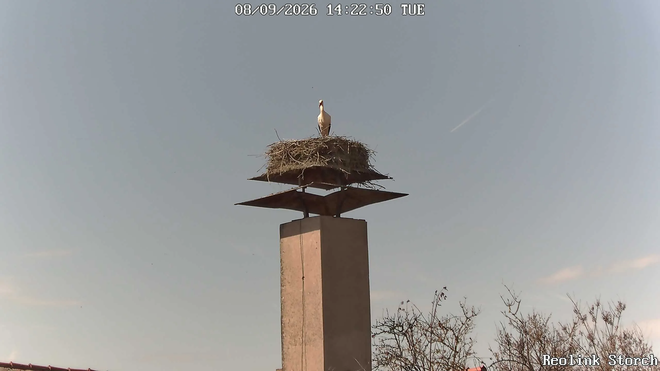 Storchencam Bild