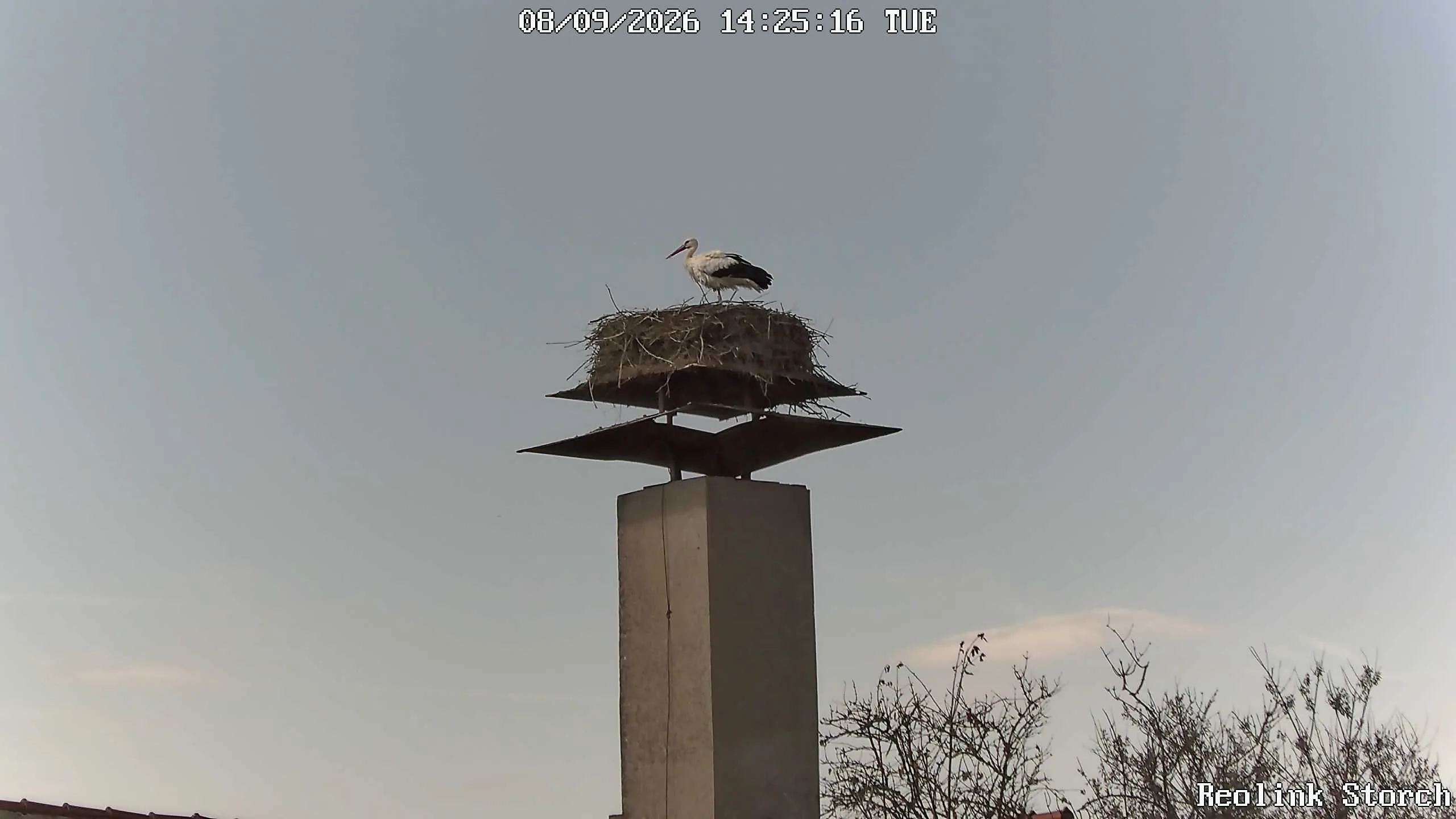 Storchencam Bild
