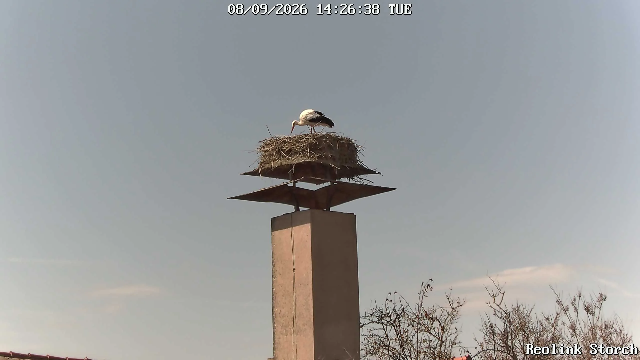 Storchencam Bild