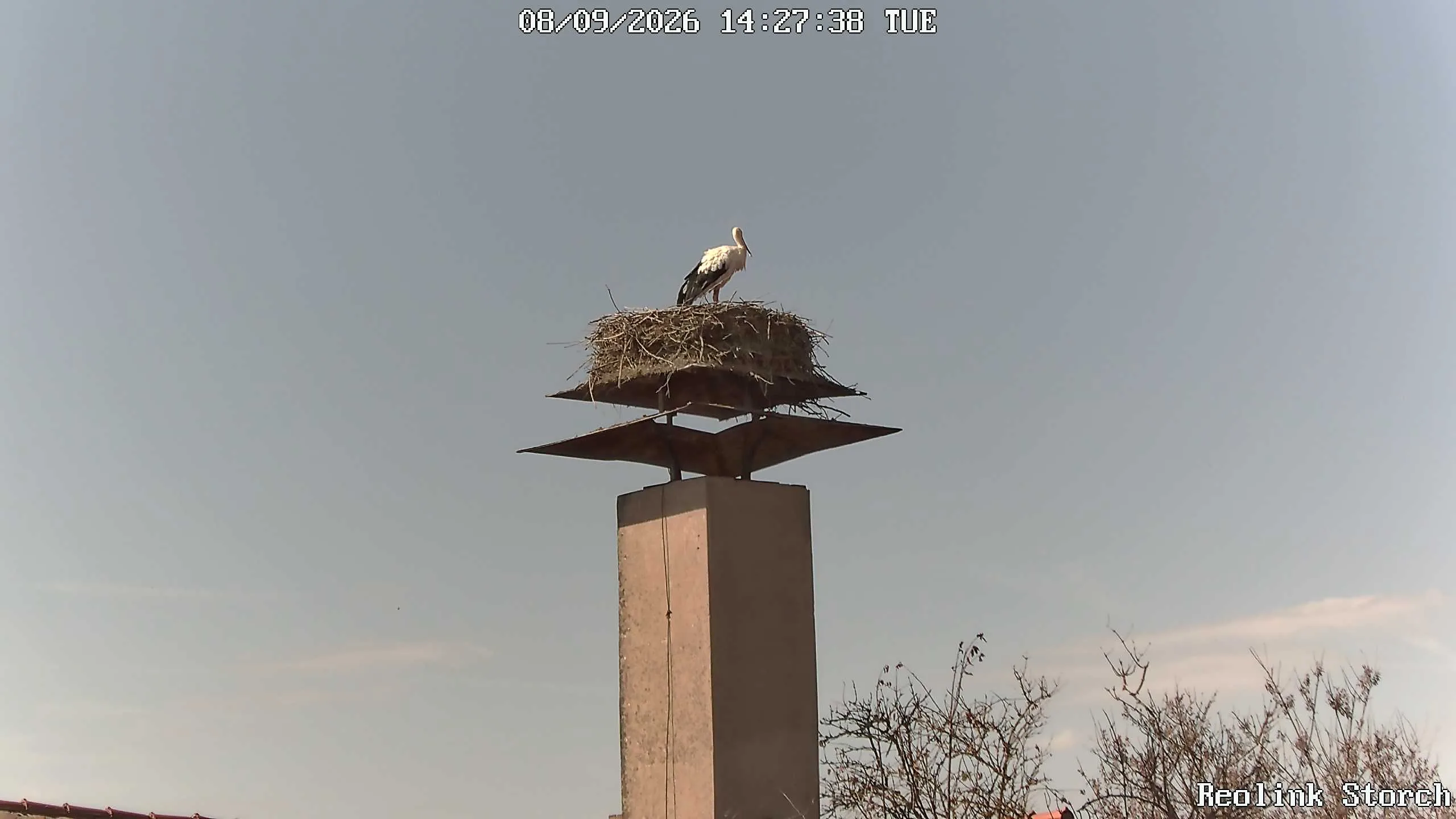 Storchencam Bild