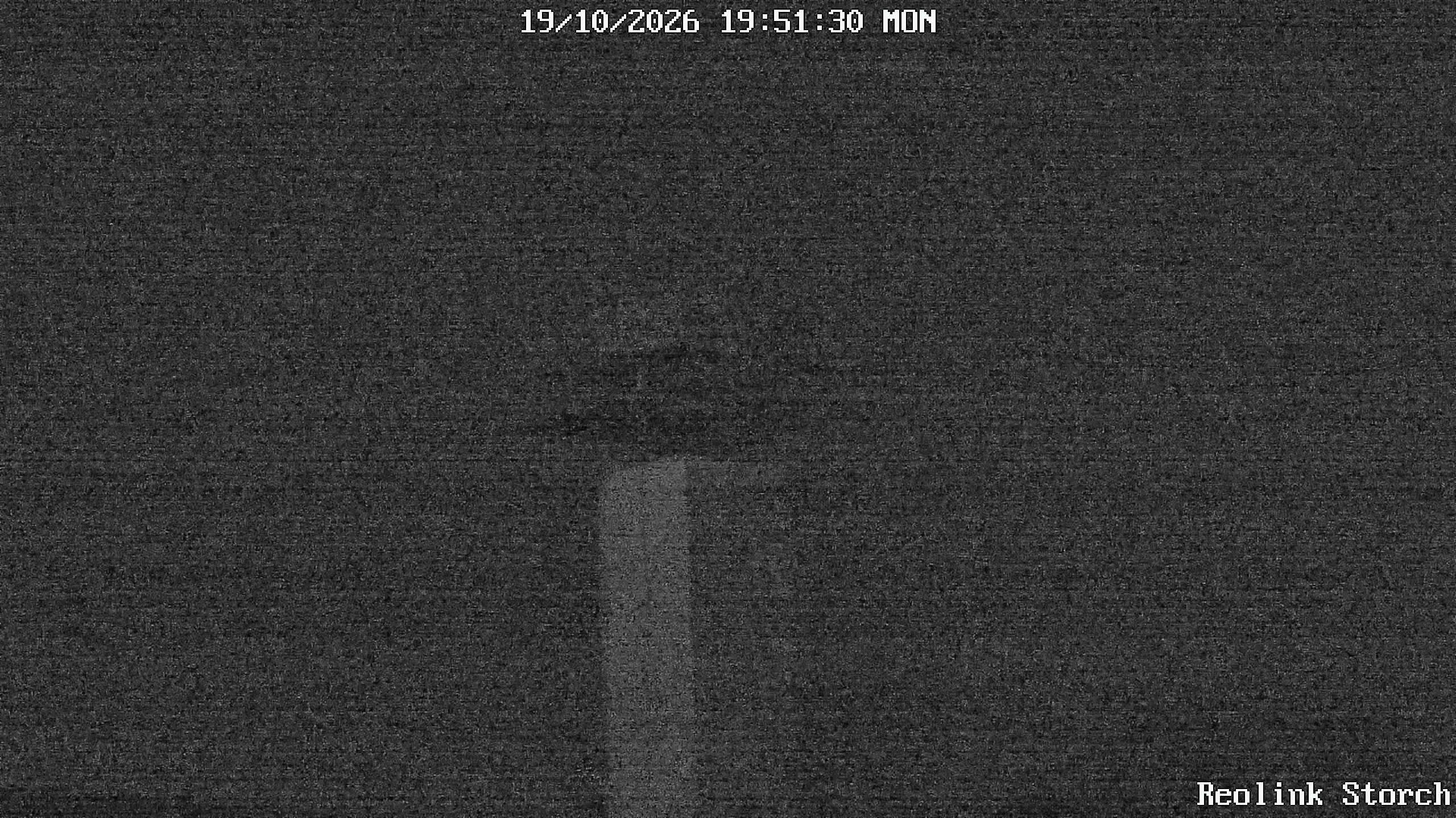 Storchencam Bild